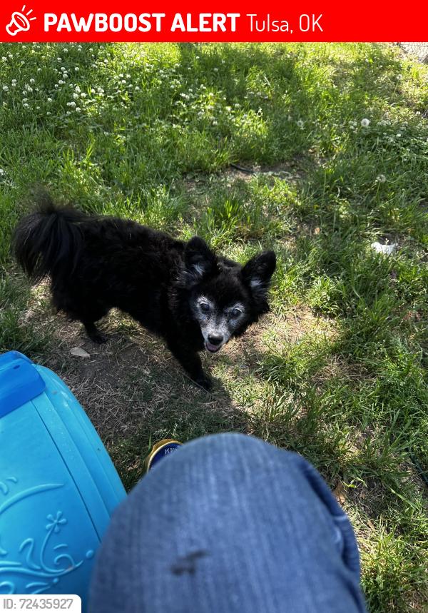 Lost Female Dog last seen Pine and mingo, Tulsa, OK 74115