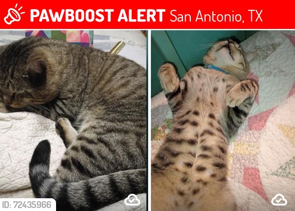 Lost Male Cat last seen Midland the back side of Harris Middle School, San Antonio, TX 78204