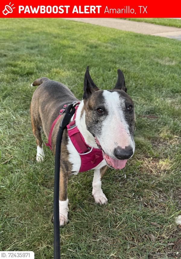 Lost Female Dog last seen Hilton Garden Inn, Amarillo, TX 79124