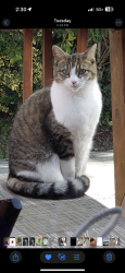 Lost Female Cat last seen Corner of Chesbro Ave & Dubanski Dr., San Jose, CA 95123