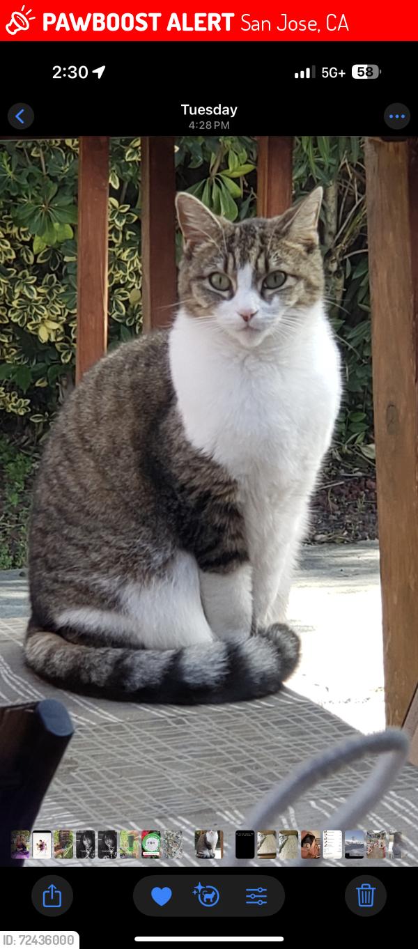 Lost Female Cat last seen Corner of Chesbro Ave & Dubanski Dr., San Jose, CA 95123