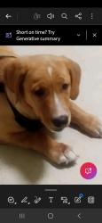 Lost Male Dog last seen Near south and AD Highway in mountain Grove,mo, Mountain Grove, MO 65711