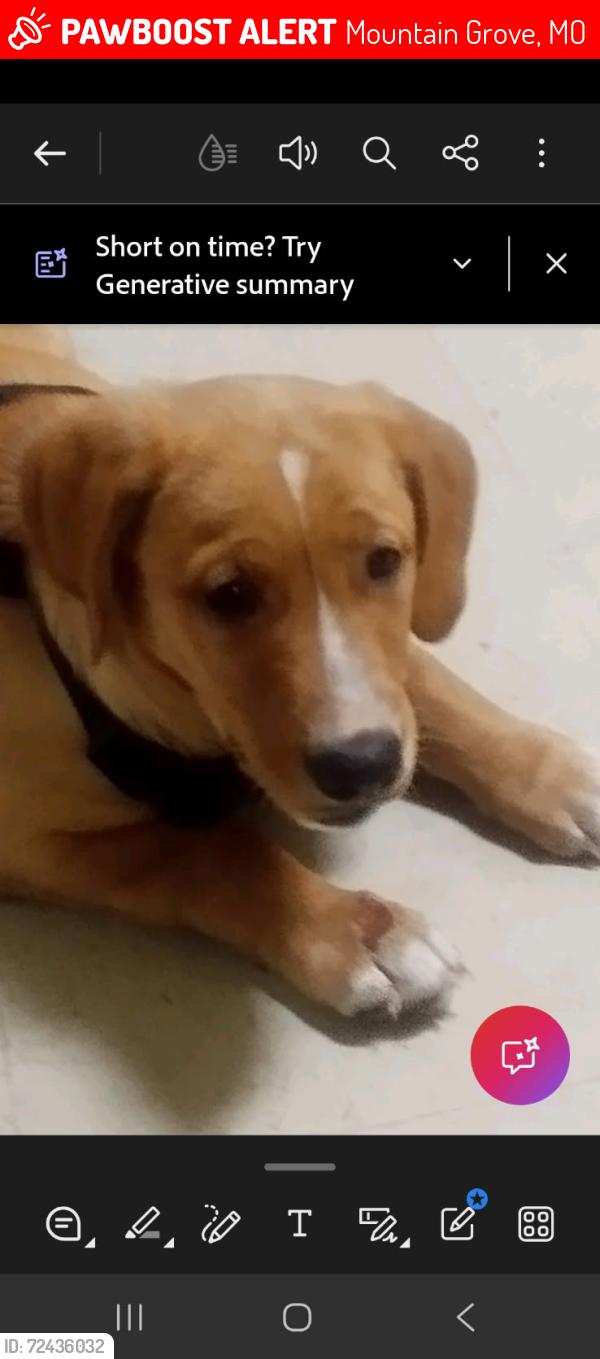 Lost Male Dog last seen Near south and AD Highway in mountain Grove,mo, Mountain Grove, MO 65711