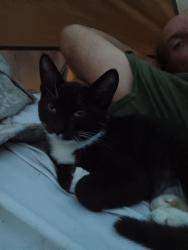 Lost Female Cat last seen Near yarrow, Colorado Springs, CO 80906