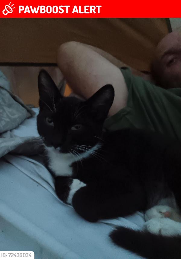 Lost Female Cat last seen Near yarrow, Colorado Springs, CO 80906