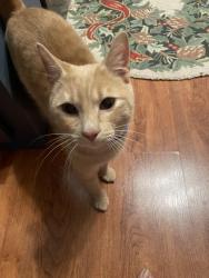 Found/Stray Male Cat last seen Randolph and Norton St, Rochester, NY 14621