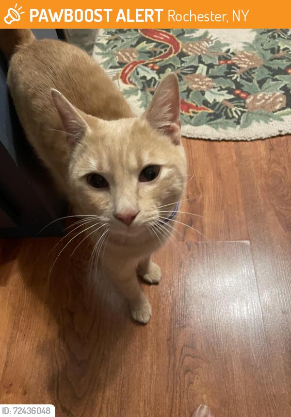 Found/Stray Male Cat last seen Randolph and Norton St, Rochester, NY 14621
