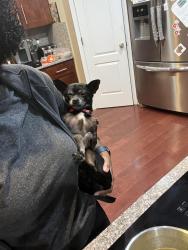 Lost Male Dog last seen Ashworth neighborhood Simon road, Douglasville, GA 30135