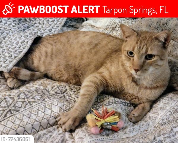 Lost Male Cat last seen Route 19, Tarpon Springs, FL 34689