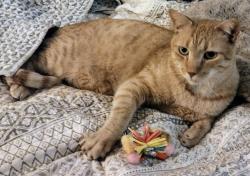 Lost Male Cat last seen Route 19, Tarpon Springs, FL 34689