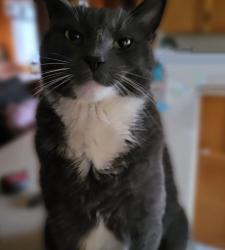 Lost Male Cat last seen Corner of N.Pine St and First St, Evart, MI 49631
