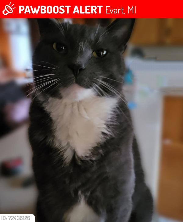 Lost Male Cat last seen Corner of N.Pine St and First St, Evart, MI 49631