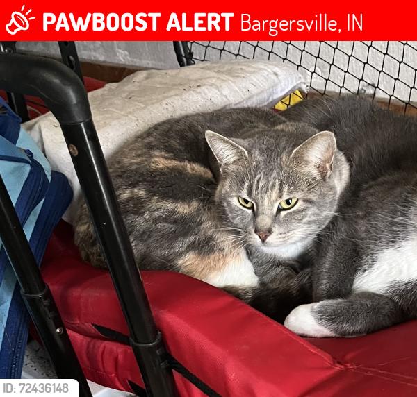 Lost Female Cat last seen CR 450 and County Road 144, Bargersville, IN 46106