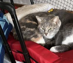 Lost Female Cat last seen CR 450 and County Road 144, Bargersville, IN 46106