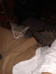 Lost Male Cat last seen Michigan Avenue near the E Malta/Marion loop. , Oak Ridge, TN 37830
