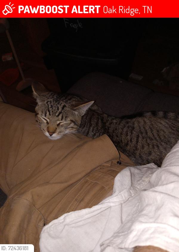 Lost Male Cat last seen Michigan Avenue near the E Malta/Marion loop. , Oak Ridge, TN 37830