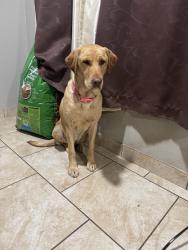 Lost Female Dog last seen Robinson by grand blvd, Oklahoma City, OK 73109