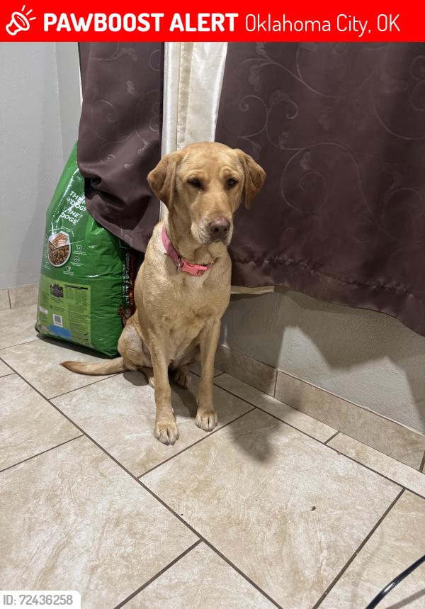Lost Female Dog last seen Robinson by grand blvd, Oklahoma City, OK 73109