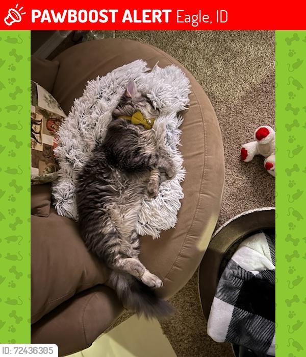 Lost Male Cat last seen Pinnacle, Eagle, ID 83616
