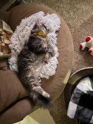 Lost Male Cat last seen Pinnacle, Eagle, ID 83616