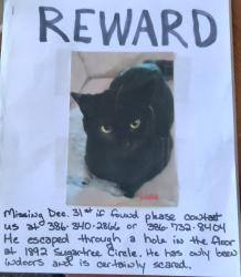 Lost Male Cat last seen Mission and SR 44, New Smyrna Beach, FL 32168