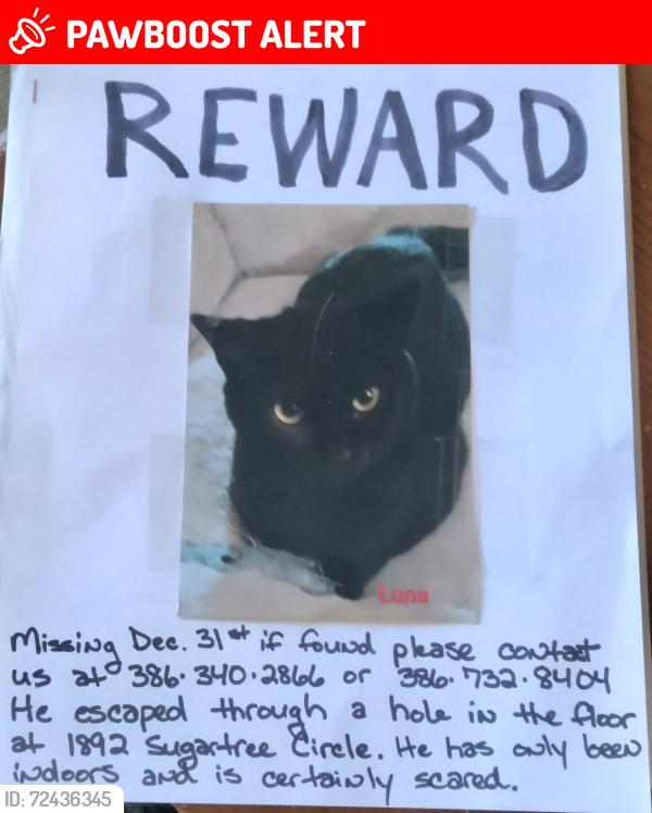 Lost Male Cat last seen Mission and SR 44, New Smyrna Beach, FL 32168