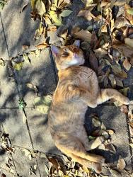 Lost Male Cat last seen Wood memorial park, Greer, SC 29651