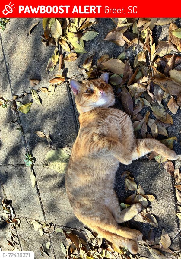 Lost Male Cat last seen Wood memorial park, Greer, SC 29651
