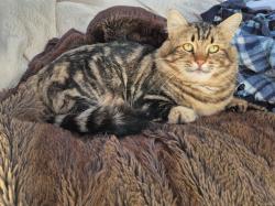 Lost Male Cat last seen Vermont Ave btwn Ash & Little Av, Gridley, CA 95948
