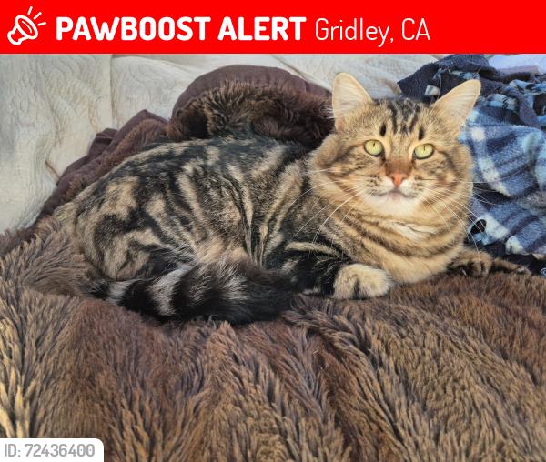 Lost Male Cat last seen Vermont Ave btwn Ash & Little Av, Gridley, CA 95948