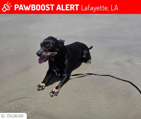 Lost Male Dog last seen E willow st, Lafayette, LA 70501