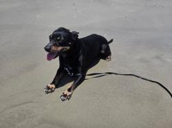 Lost Male Dog last seen E willow st, Lafayette, LA 70501