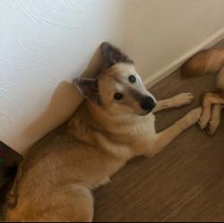 Lost Male Dog last seen  Silverlake and Country Club, Tucson, AZ 85713