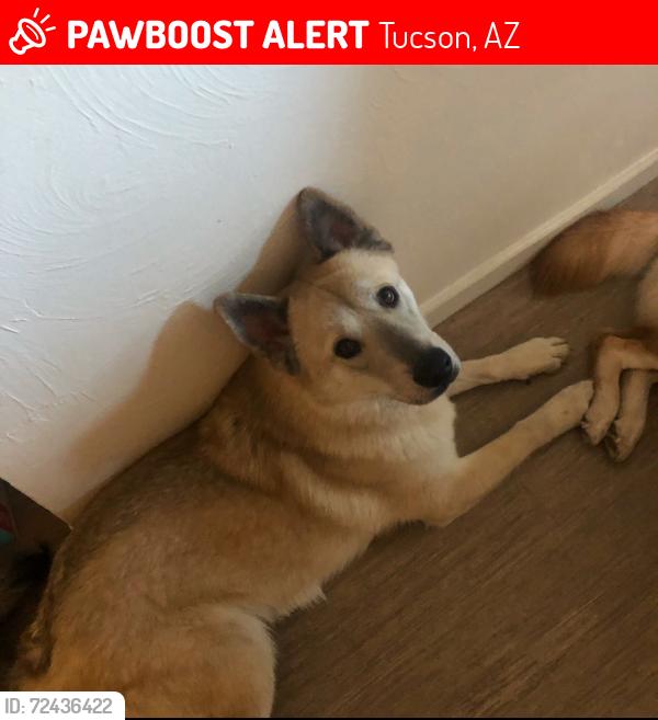 Lost Male Dog last seen  Silverlake and Country Club, Tucson, AZ 85713