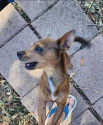 Lost Male Dog last seen Zarzamora , San Antonio, TX 78224