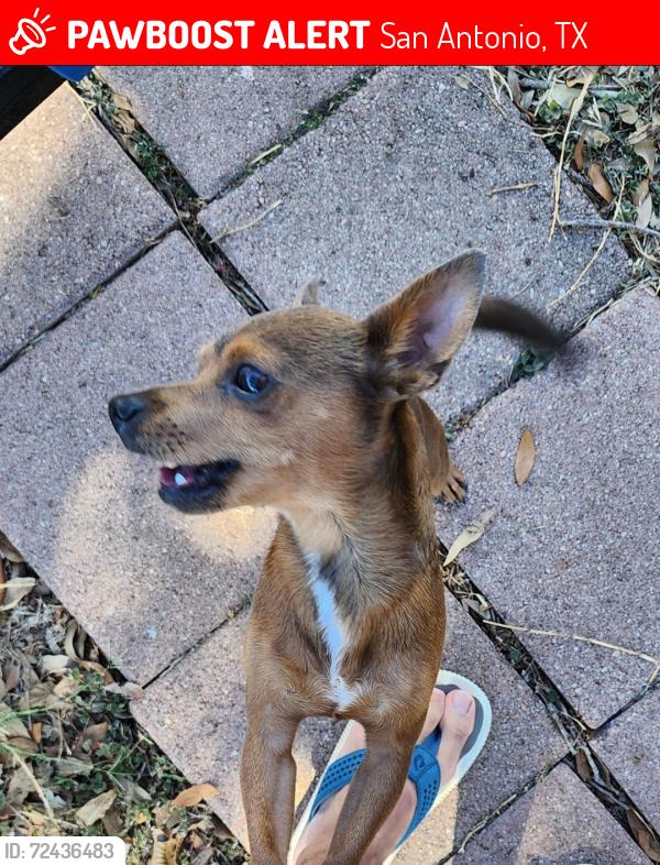 Lost Male Dog last seen Zarzamora , San Antonio, TX 78224