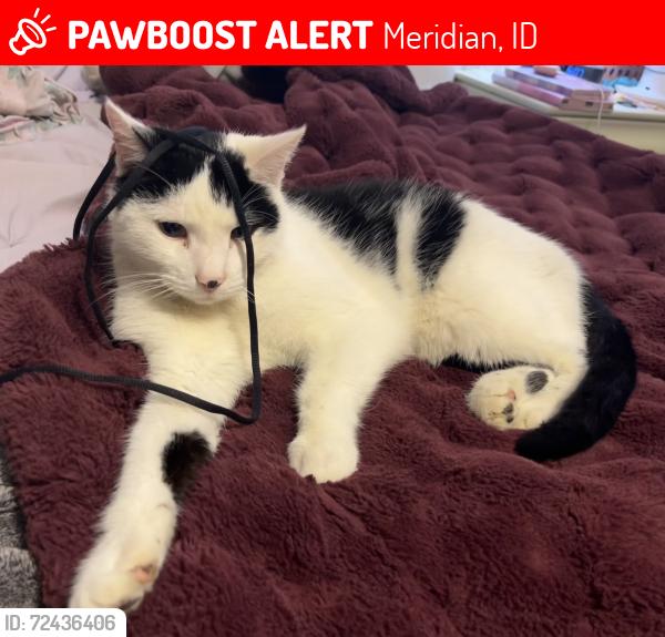 Lost Male Cat last seen Ustick/Ten Mile, Meridian, ID 83646