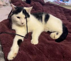 Lost Male Cat last seen Ustick/Ten Mile, Meridian, ID 83646