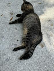 Lost Male Cat last seen 129th Ave North and Orange Grove Blvd, The Acreage, FL 33411