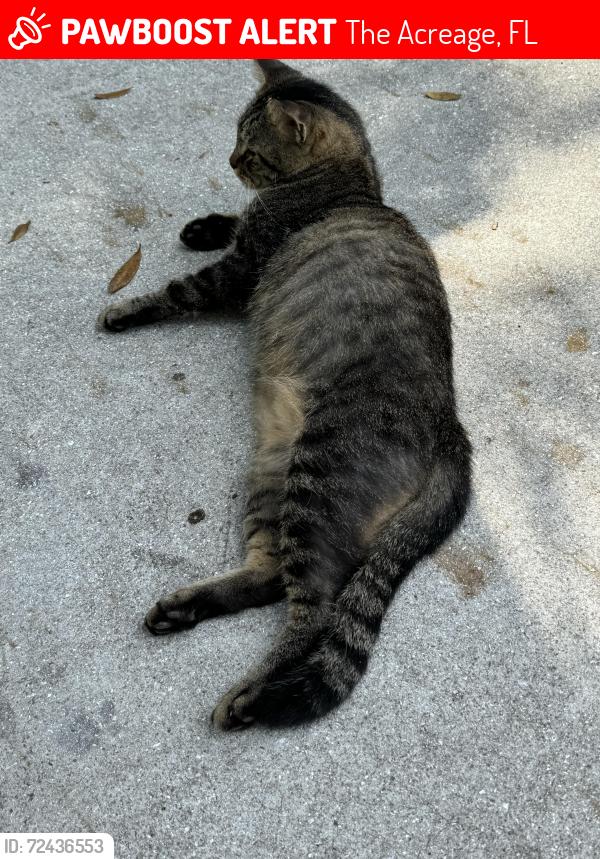 Lost Male Cat last seen 129th Ave North and Orange Grove Blvd, The Acreage, FL 33411