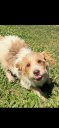 Lost Male Dog last seen Wright Road , New Orleans, LA 70128