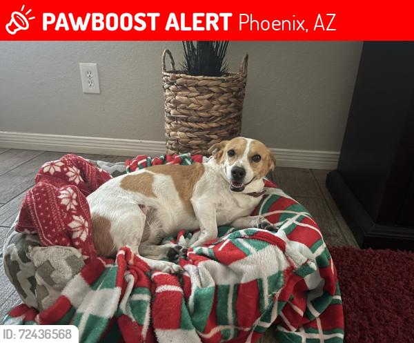 Lost Female Dog last seen 32nd Street Broadway , Phoenix, AZ 85040