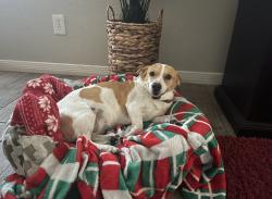 Lost Female Dog last seen 32nd Street Broadway , Phoenix, AZ 85040