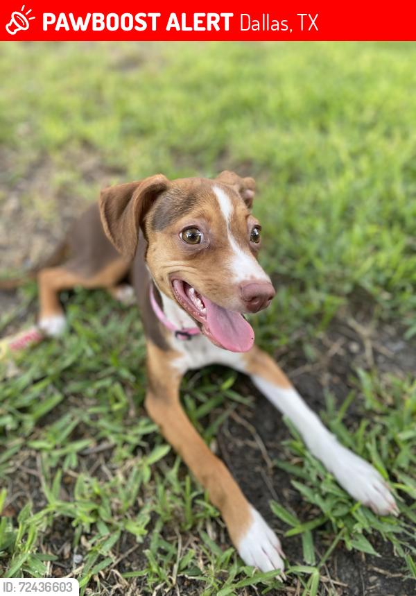 Lost Female Dog last seen Ferguson road and Shiloh road , Dallas, TX 75228