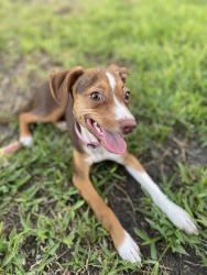 Lost Female Dog last seen Ferguson road and Shiloh road , Dallas, TX 75228