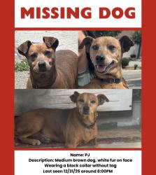 Lost Male Dog last seen Glendale, CA, Glendale, CA 91205