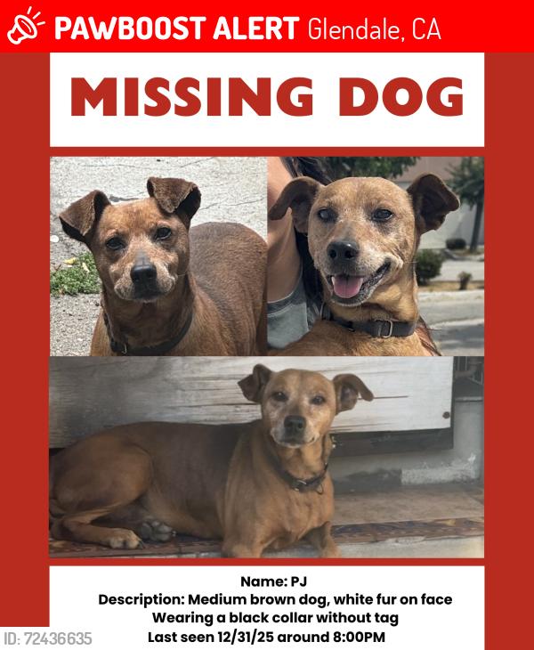 Lost Male Dog last seen Glendale, CA, Glendale, CA 91205