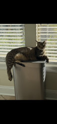 Lost Male Cat last seen Maurice avenue, Maurice, LA 70555