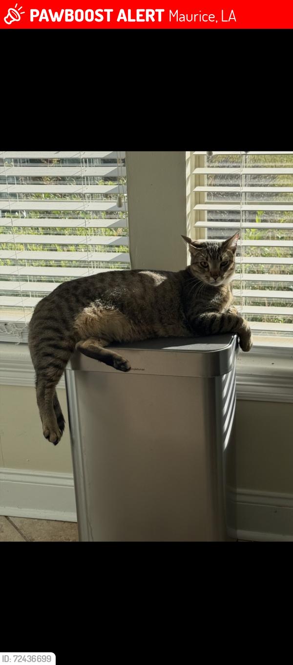Lost Male Cat last seen Maurice avenue, Maurice, LA 70555