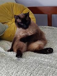 Lost Male Cat last seen Cain Road and McGrath Woods Park, Olympia, WA 98501
